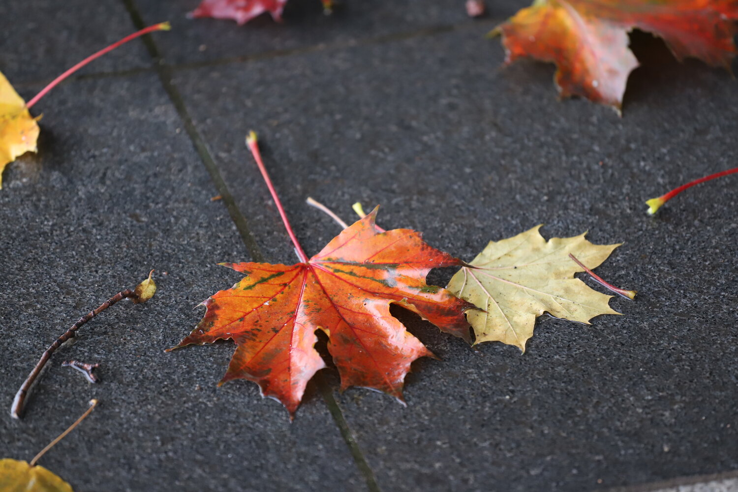 Photo #14104794