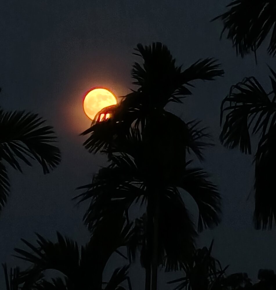 The Two Forms- Kojagari Moon
