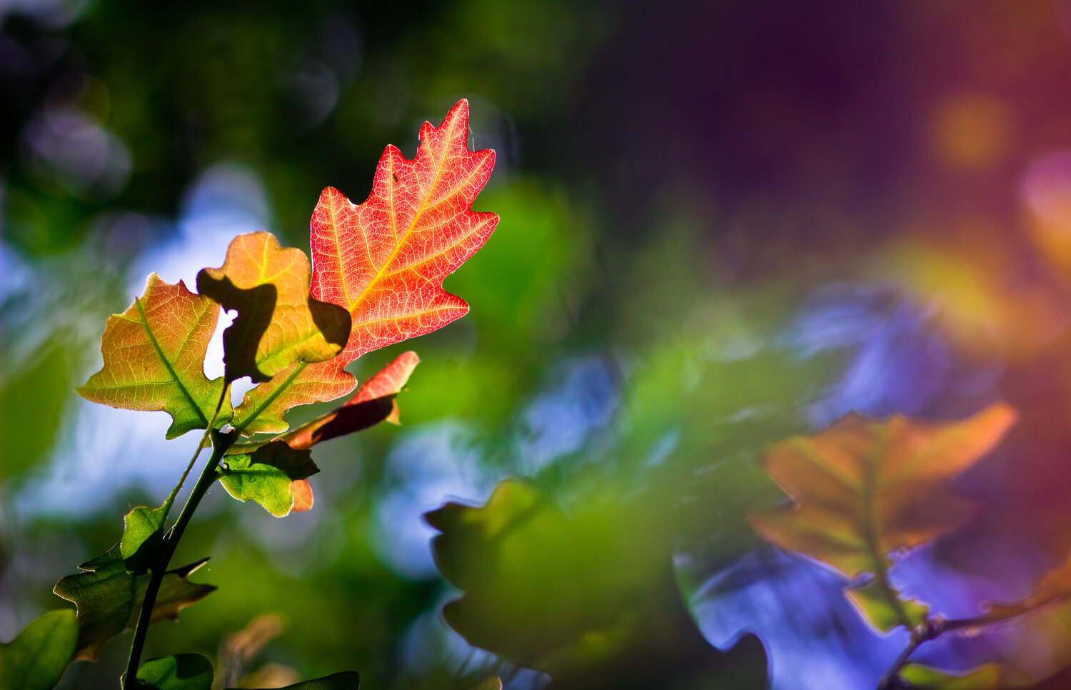 Photo #14104831