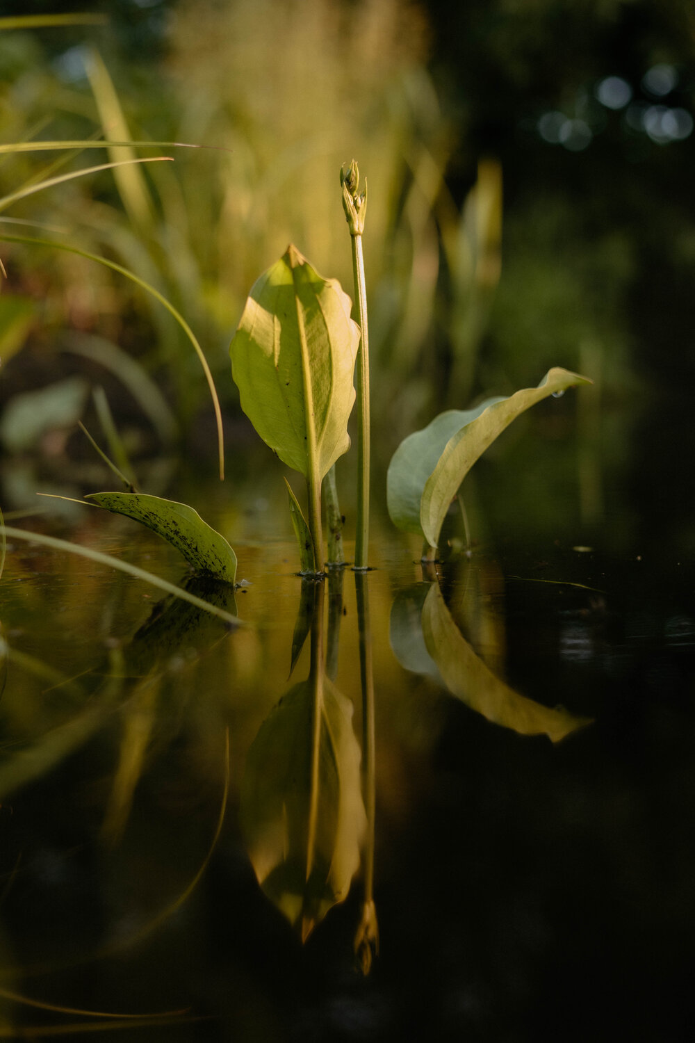 Photo #14104842