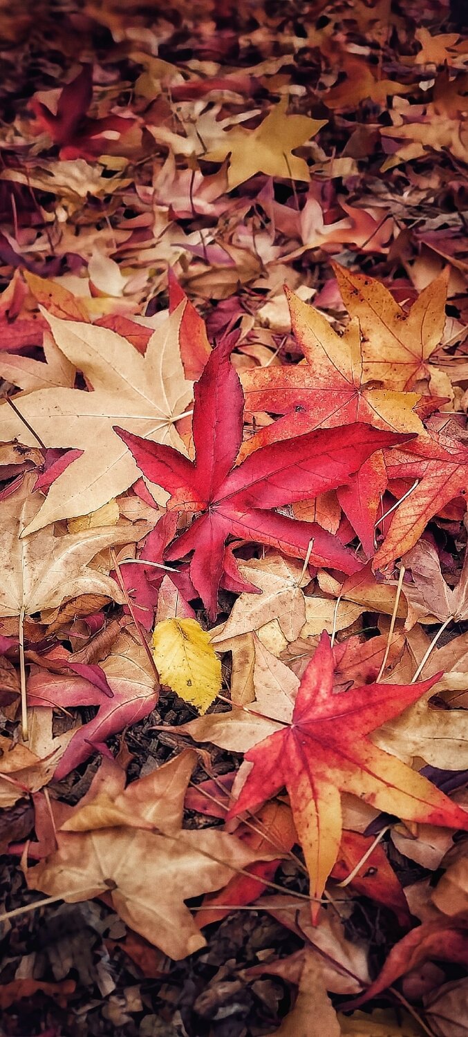 Photo #14104985