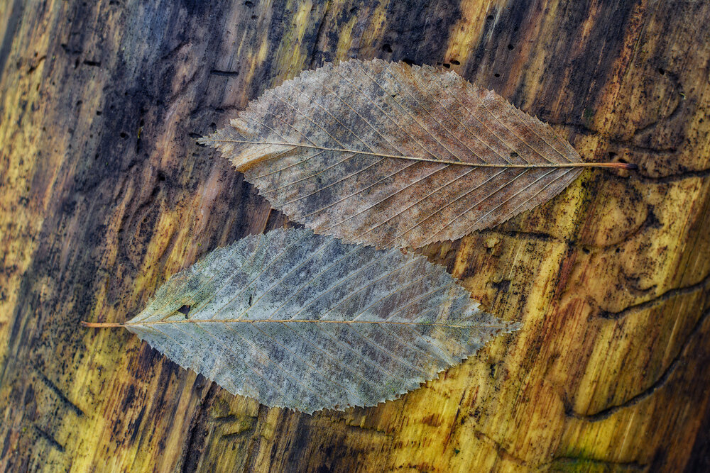 Photograph by Сергей Дишук