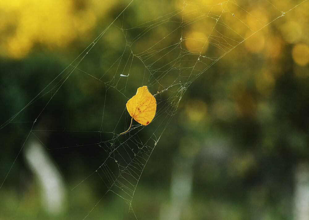Photograph by Сергей Дишук