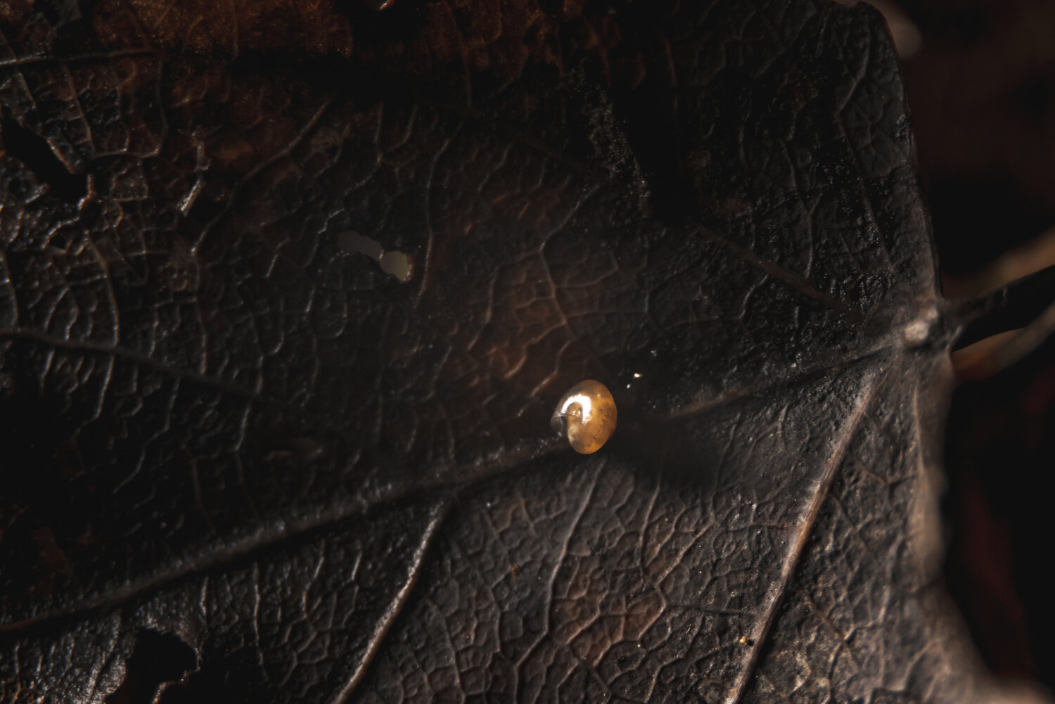 Photo #14105236