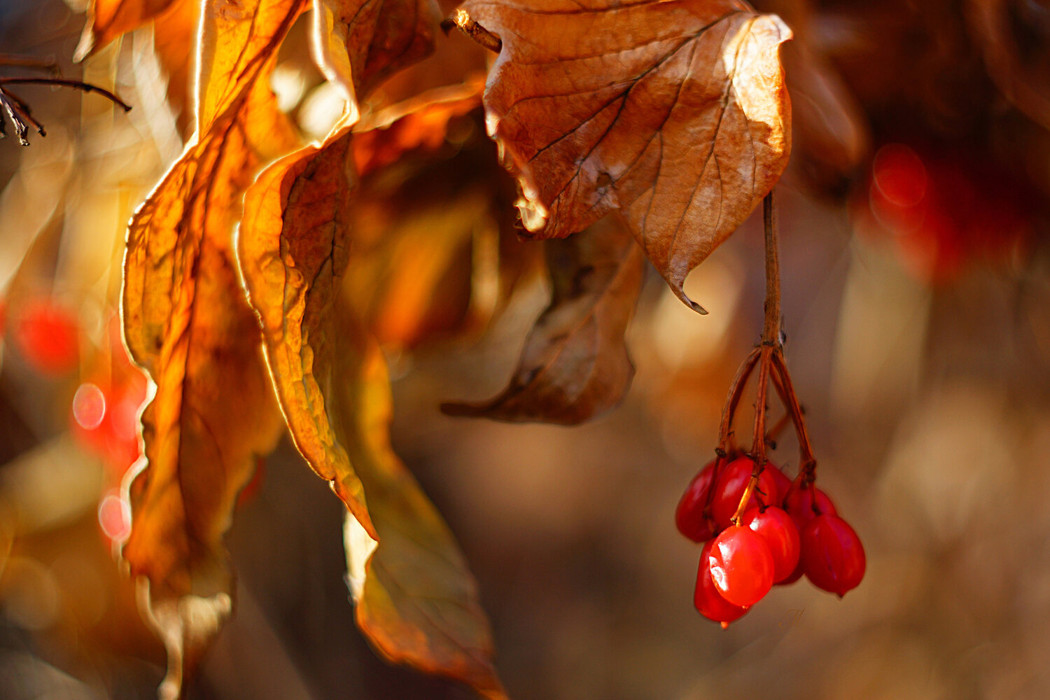 Photo #14105334