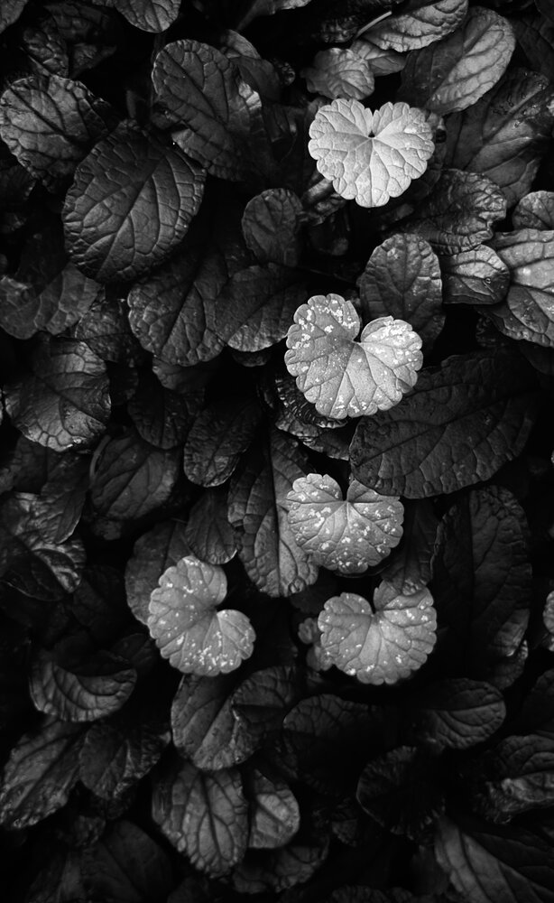 Photograph by Oxana Petlina