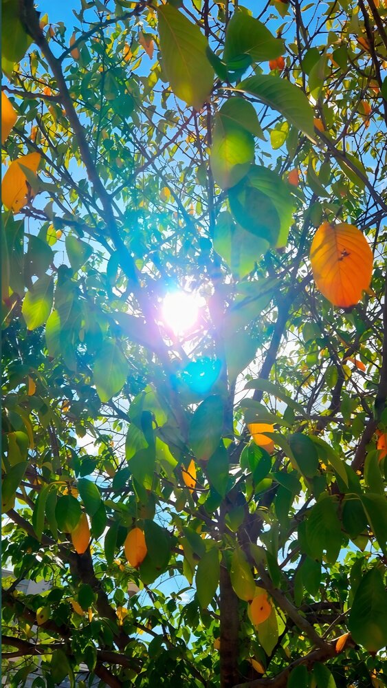 Autumn Magic