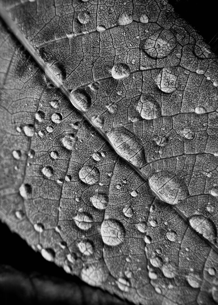 Photograph by Oxana Petlina