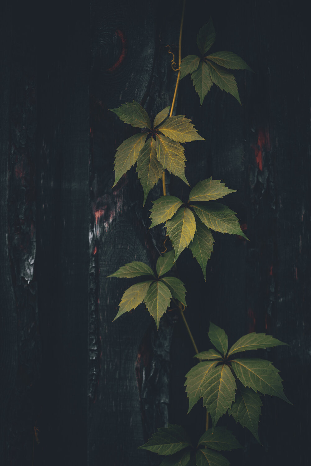 Photo #14105521