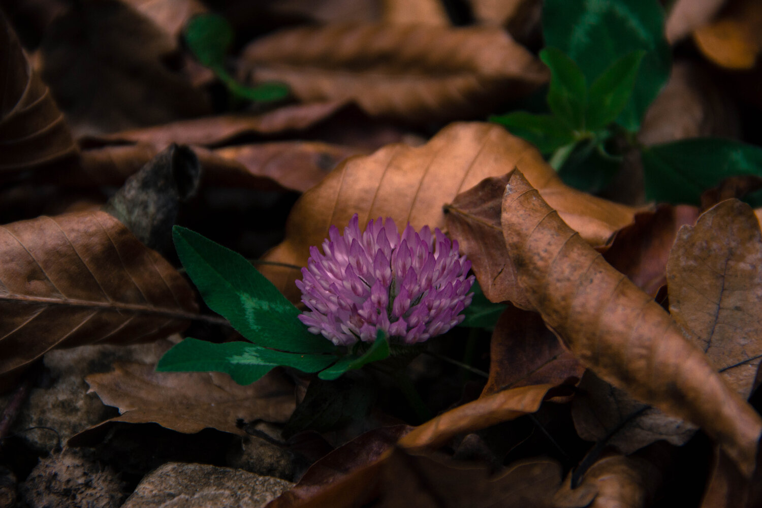 Photo #14105573