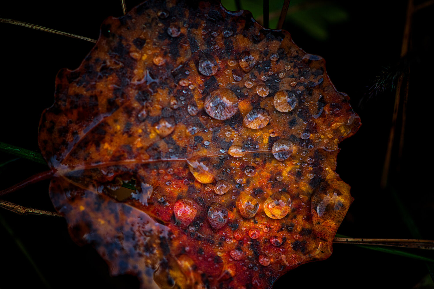 Photo #14105578