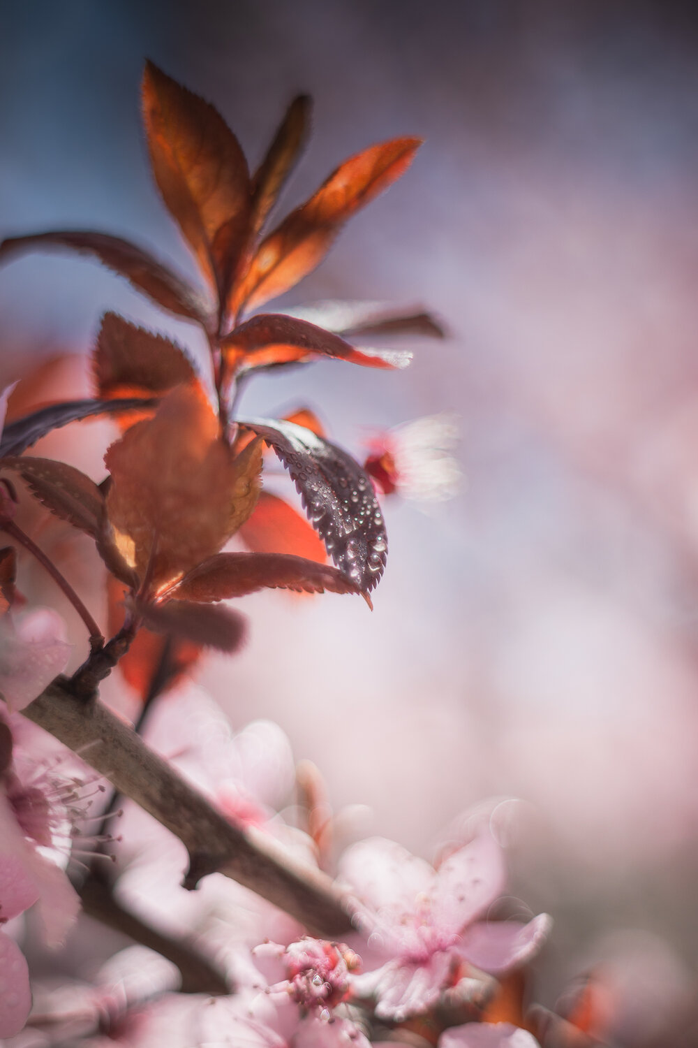 Photo #14105610