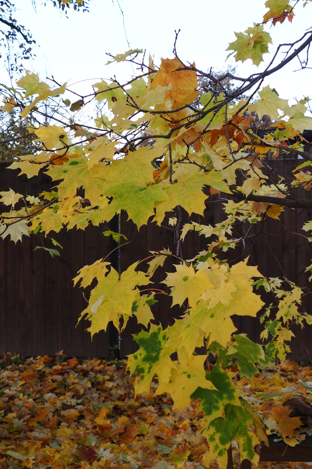 Photo #14105681
