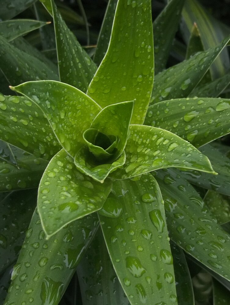 Fresh Leaves with Water Drops