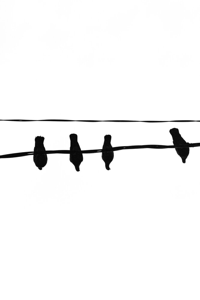 Photo #14106186