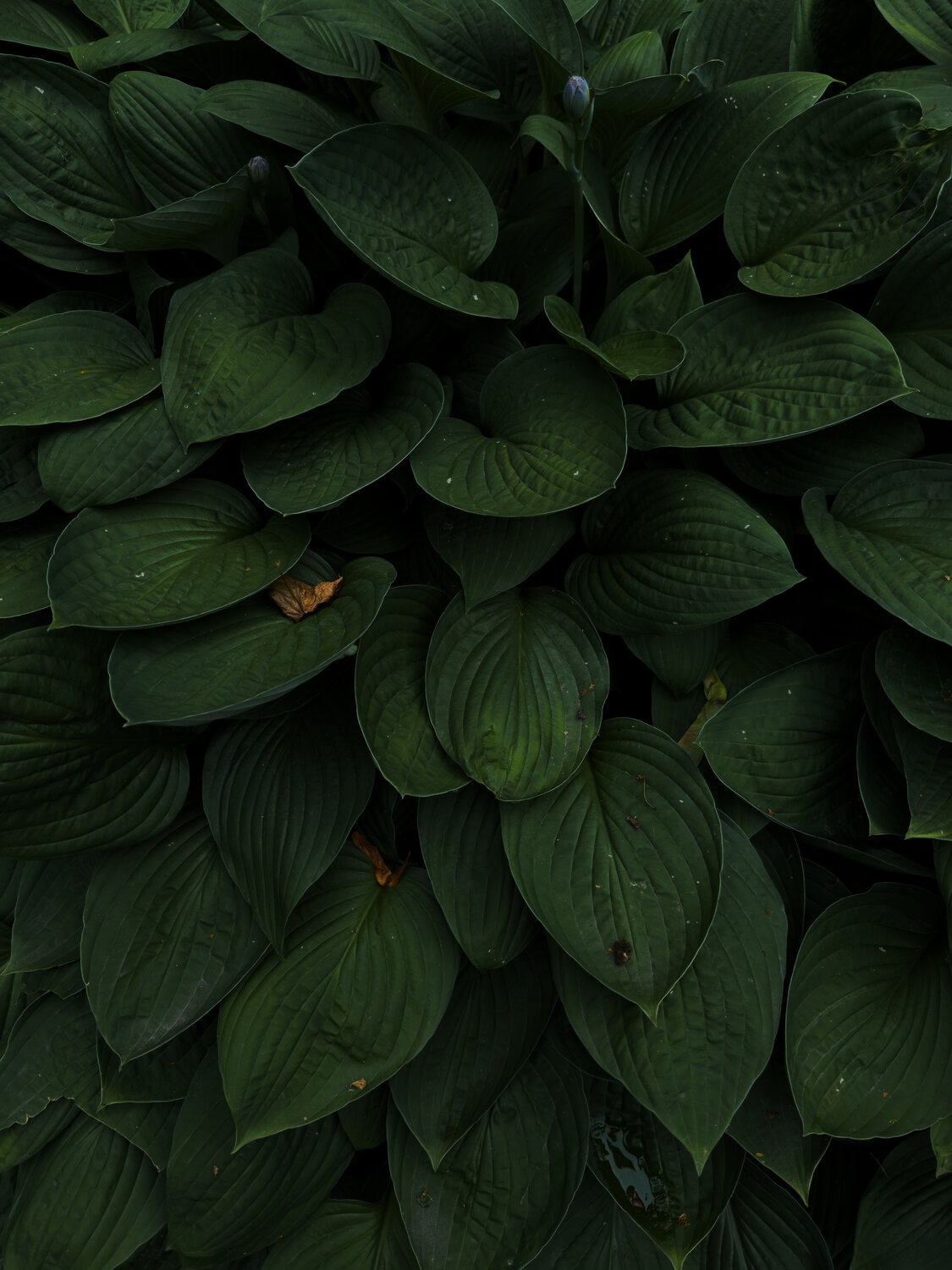 Photo #14106208