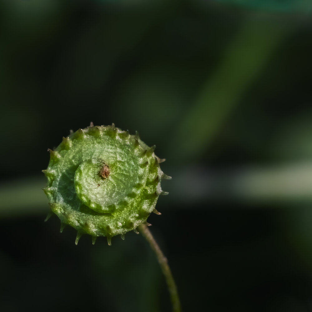 Macro wild plants fruits
