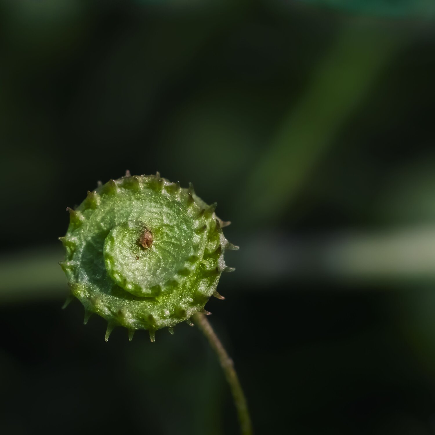 Macro wild plants fruits