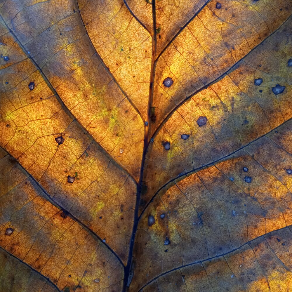 Photograph by Светлана Ищенко