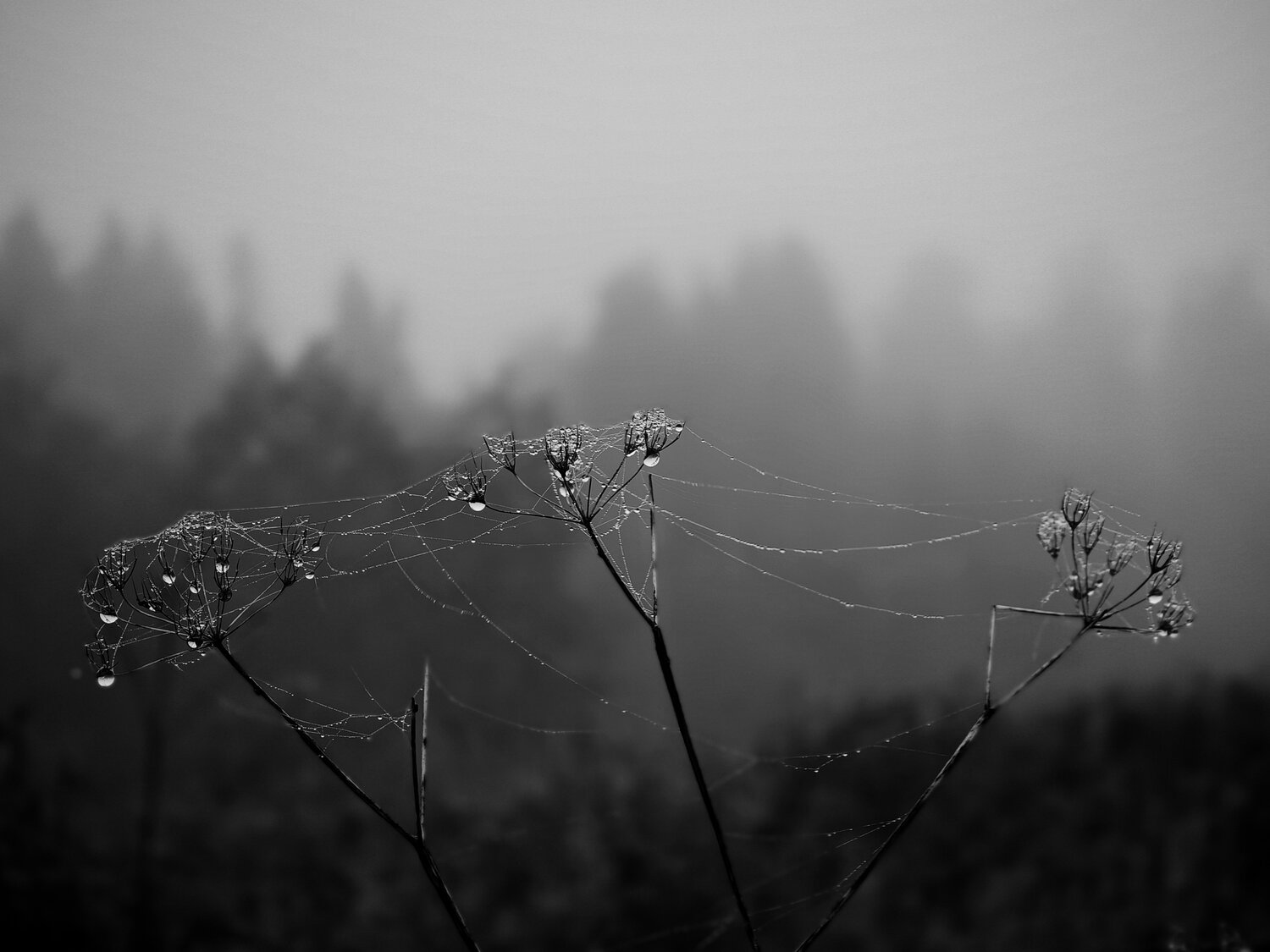 Photo #14106518