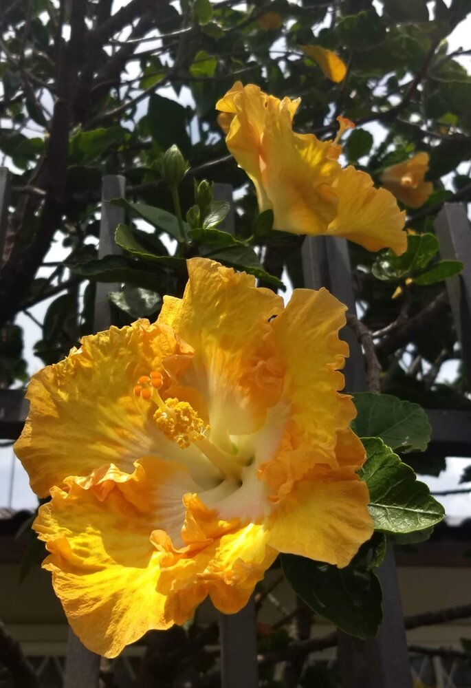 Orange Hibiscus