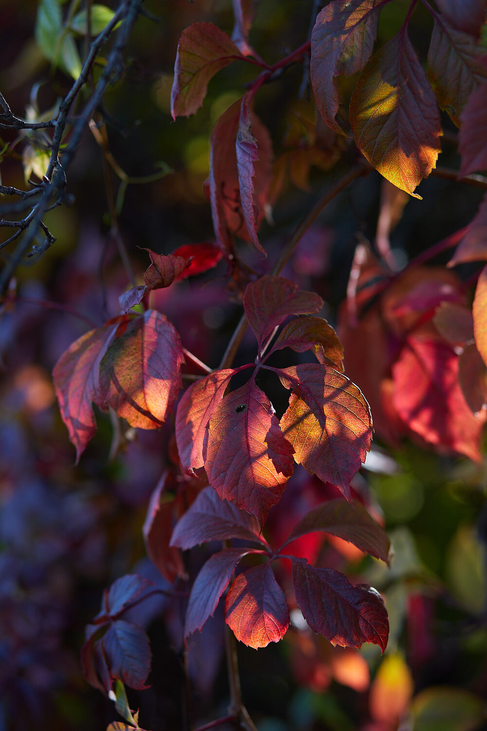 Photo #14106589