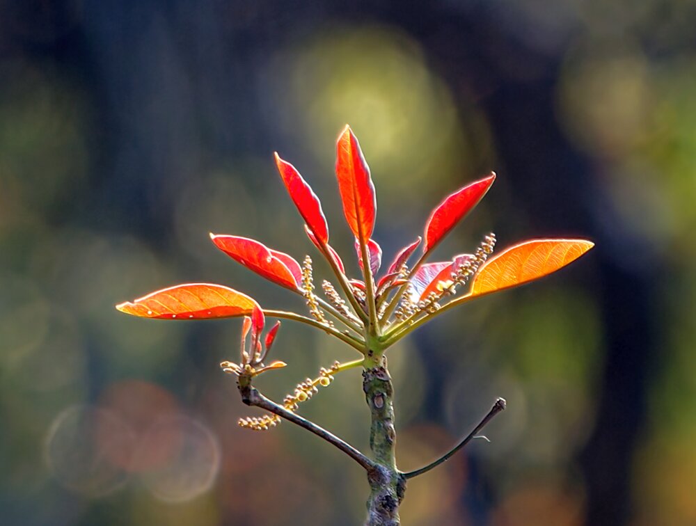 Photograph by Ashit Gandhi