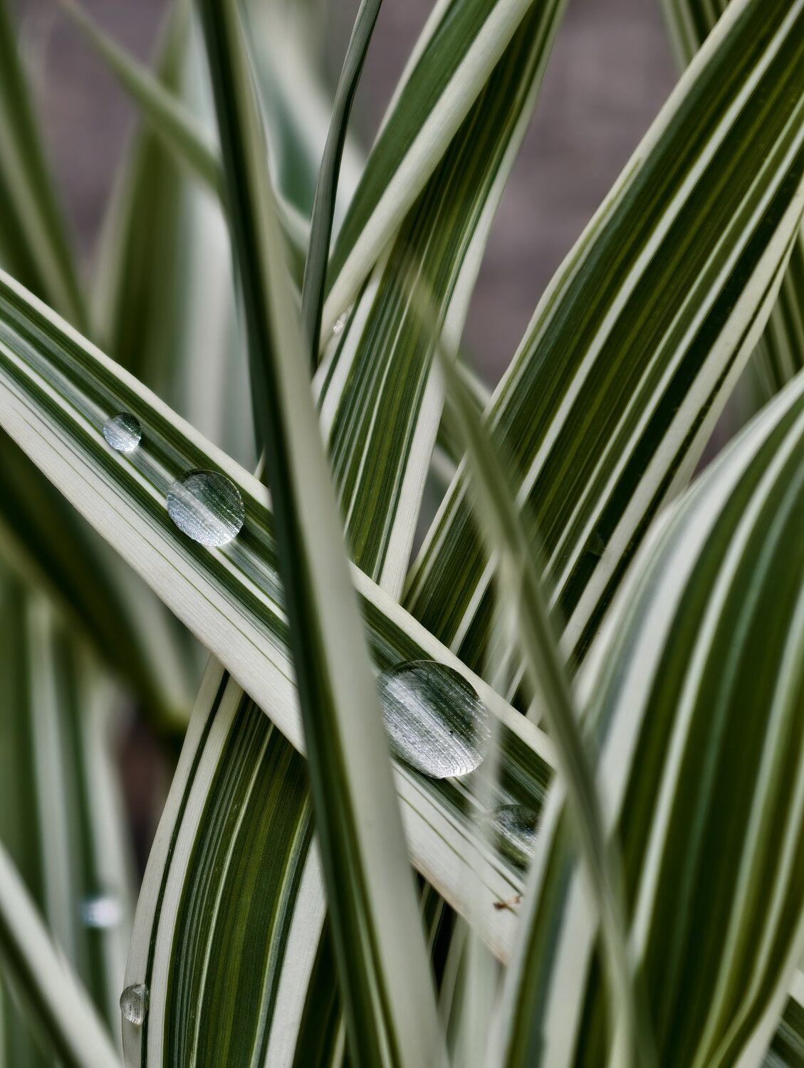 Photo #14106746