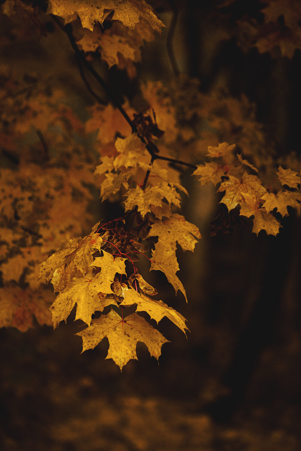 Photo #14106747