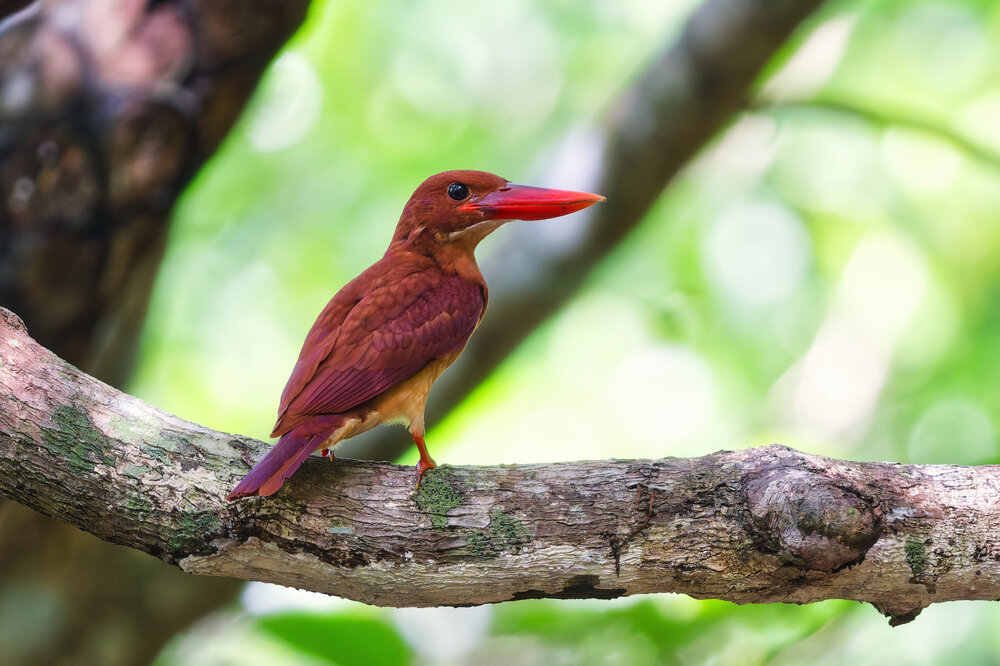 Ryukyu Ruddy Kingfisher