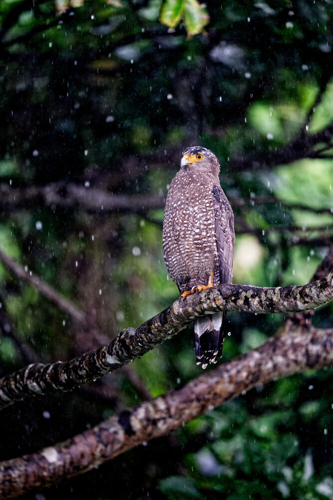Crested Serpent Eagle in the Rain