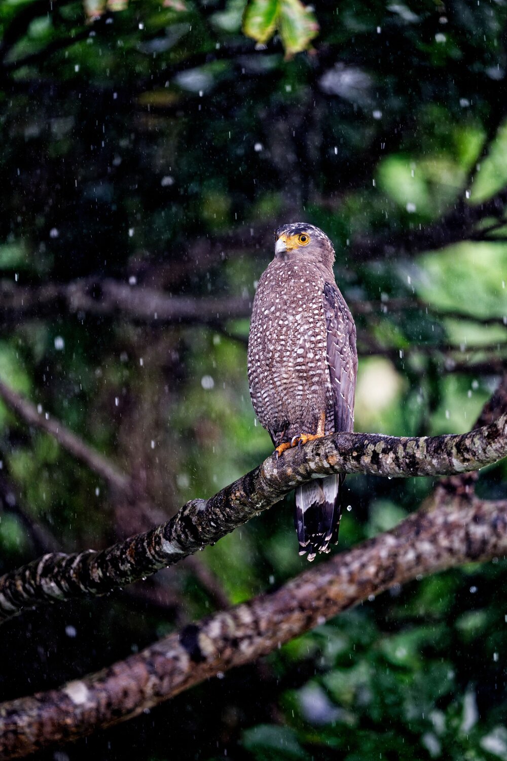 Crested Serpent Eagle in the Rain