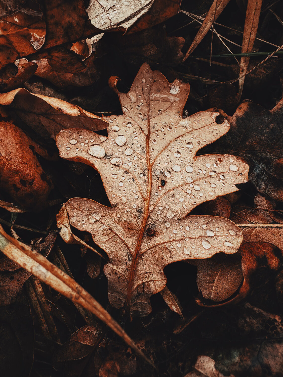 Photo #14106793