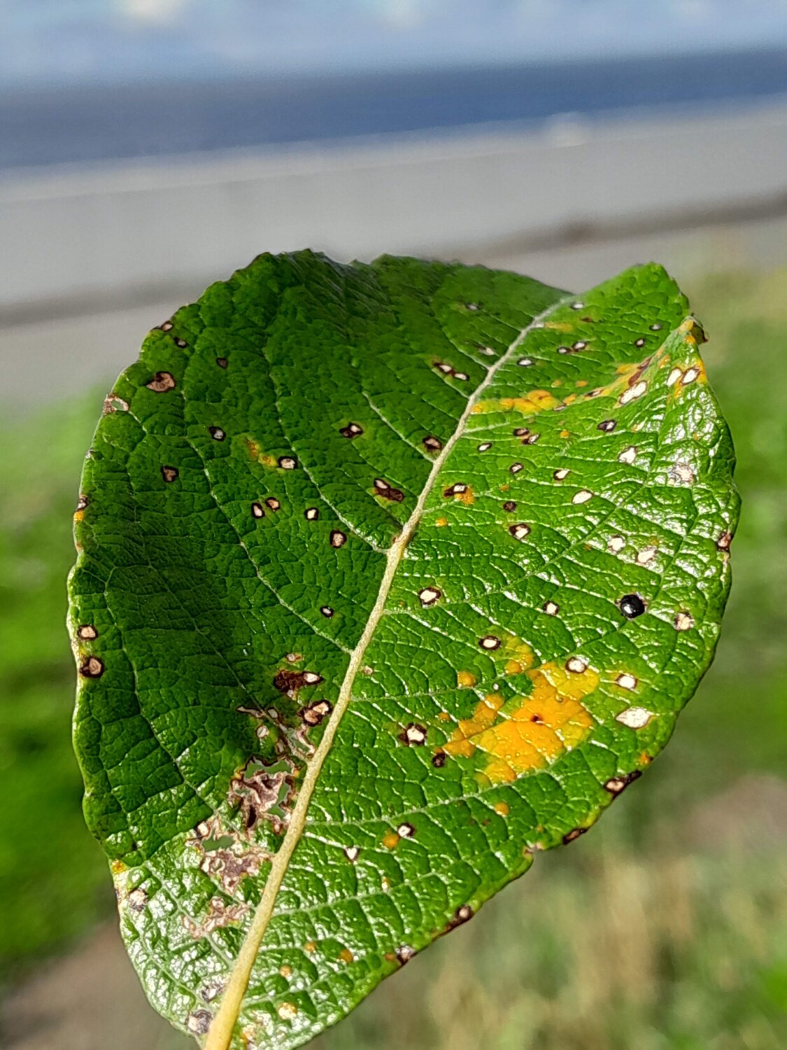Photo #14106931