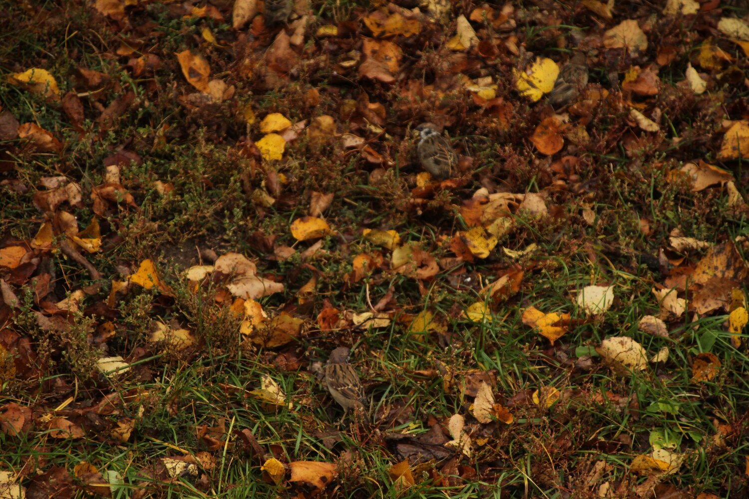 Photo #14107003