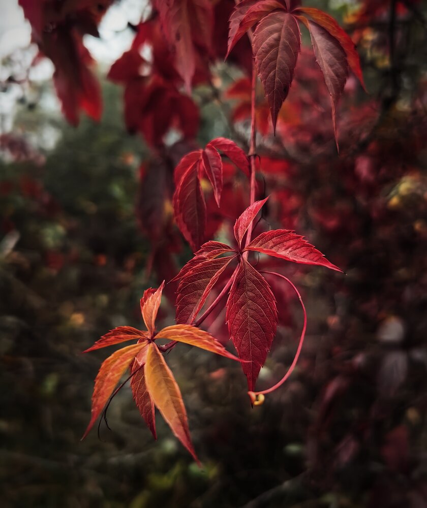 Photograph by Ярославна