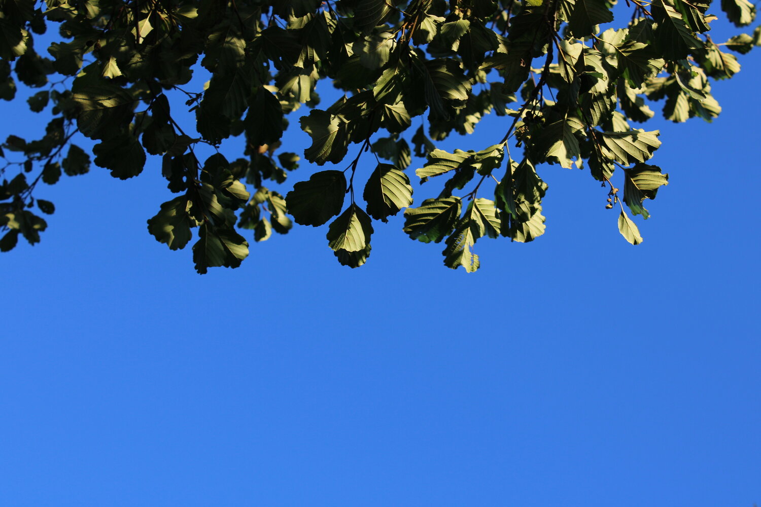 Photo #14107349