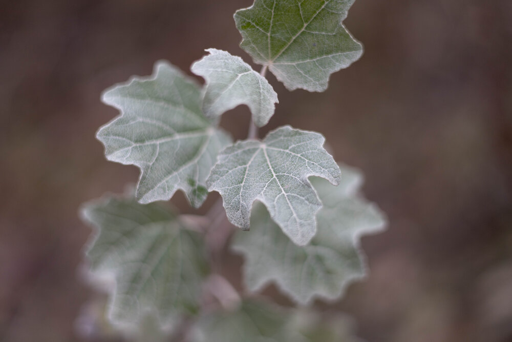 Photograph by Алина Павлова