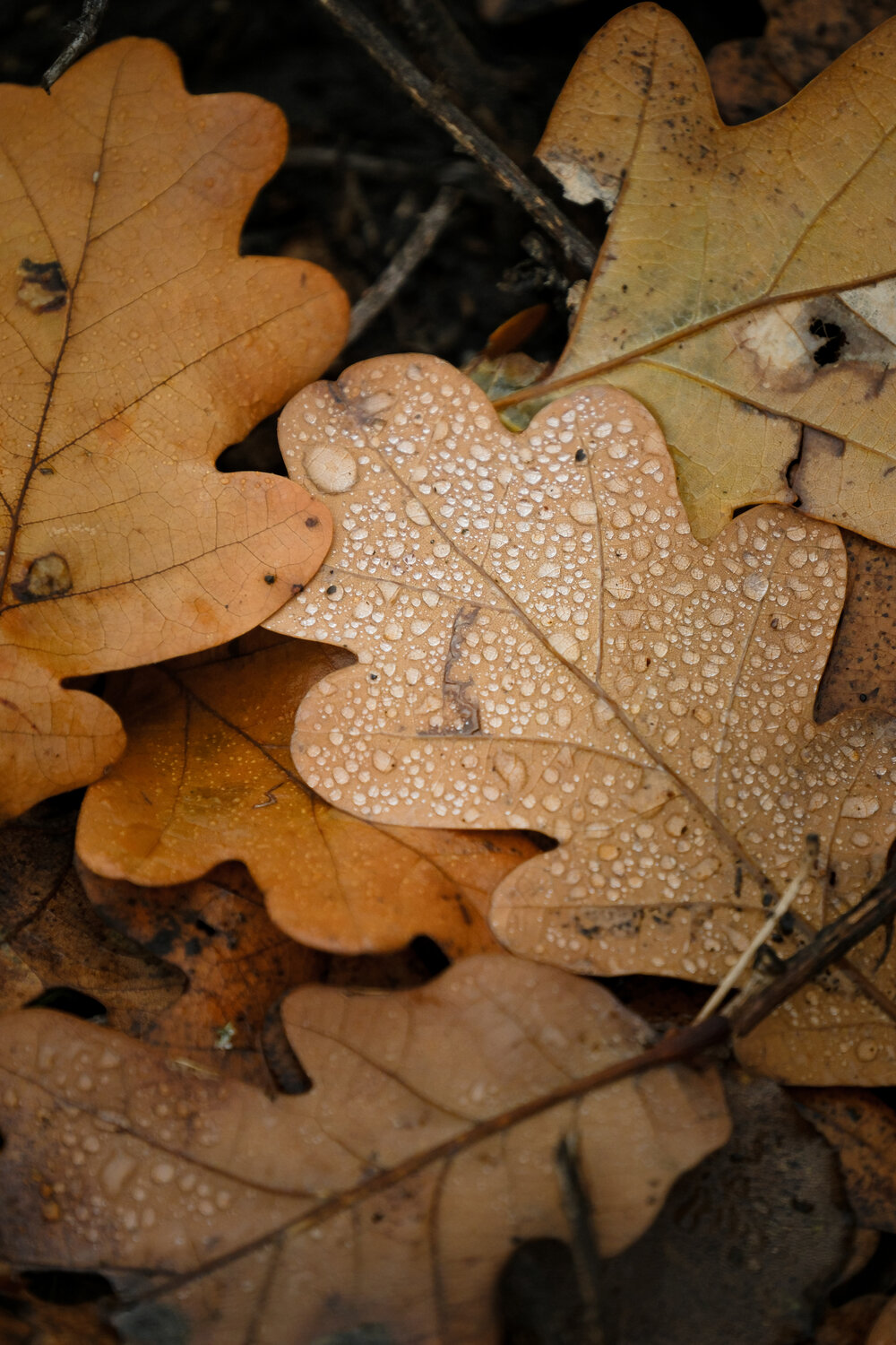 Photo #14107504
