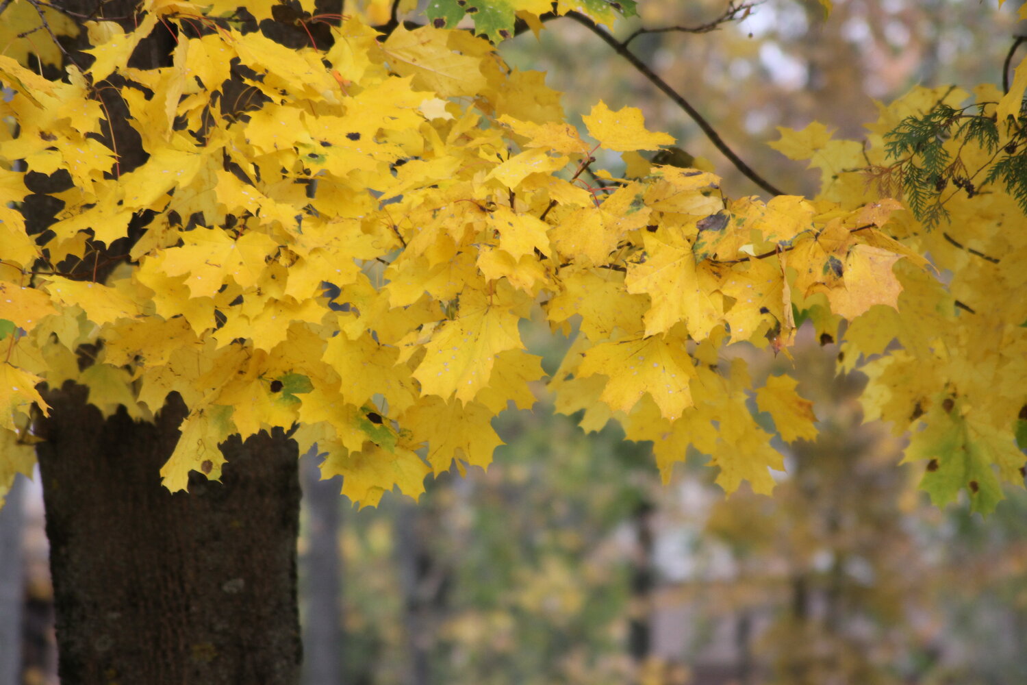 Photo #14107544