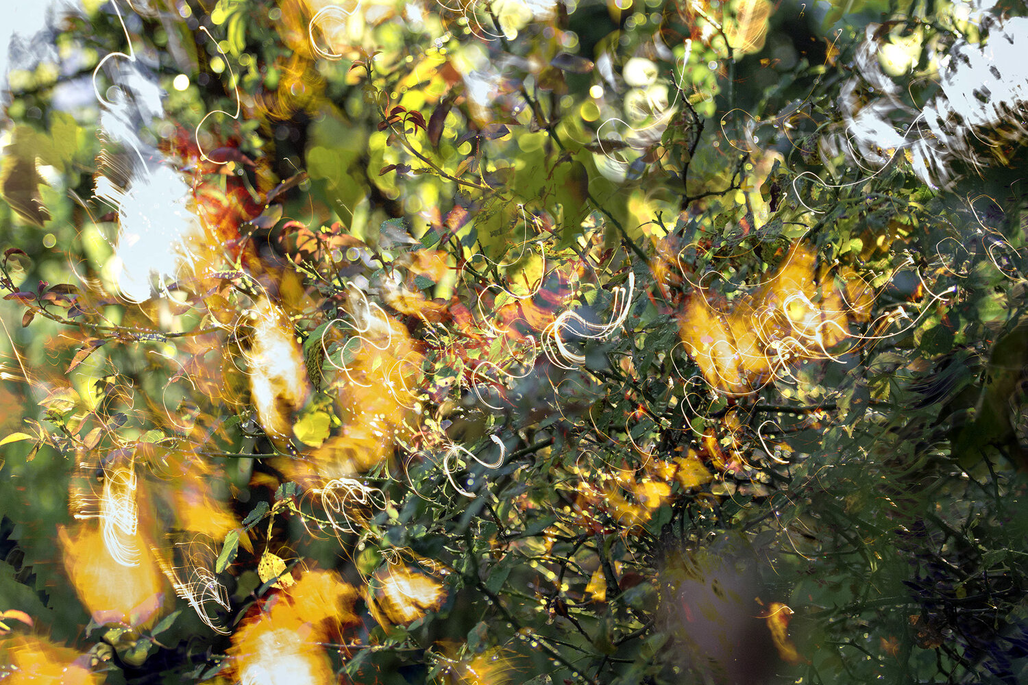Photo #14107713