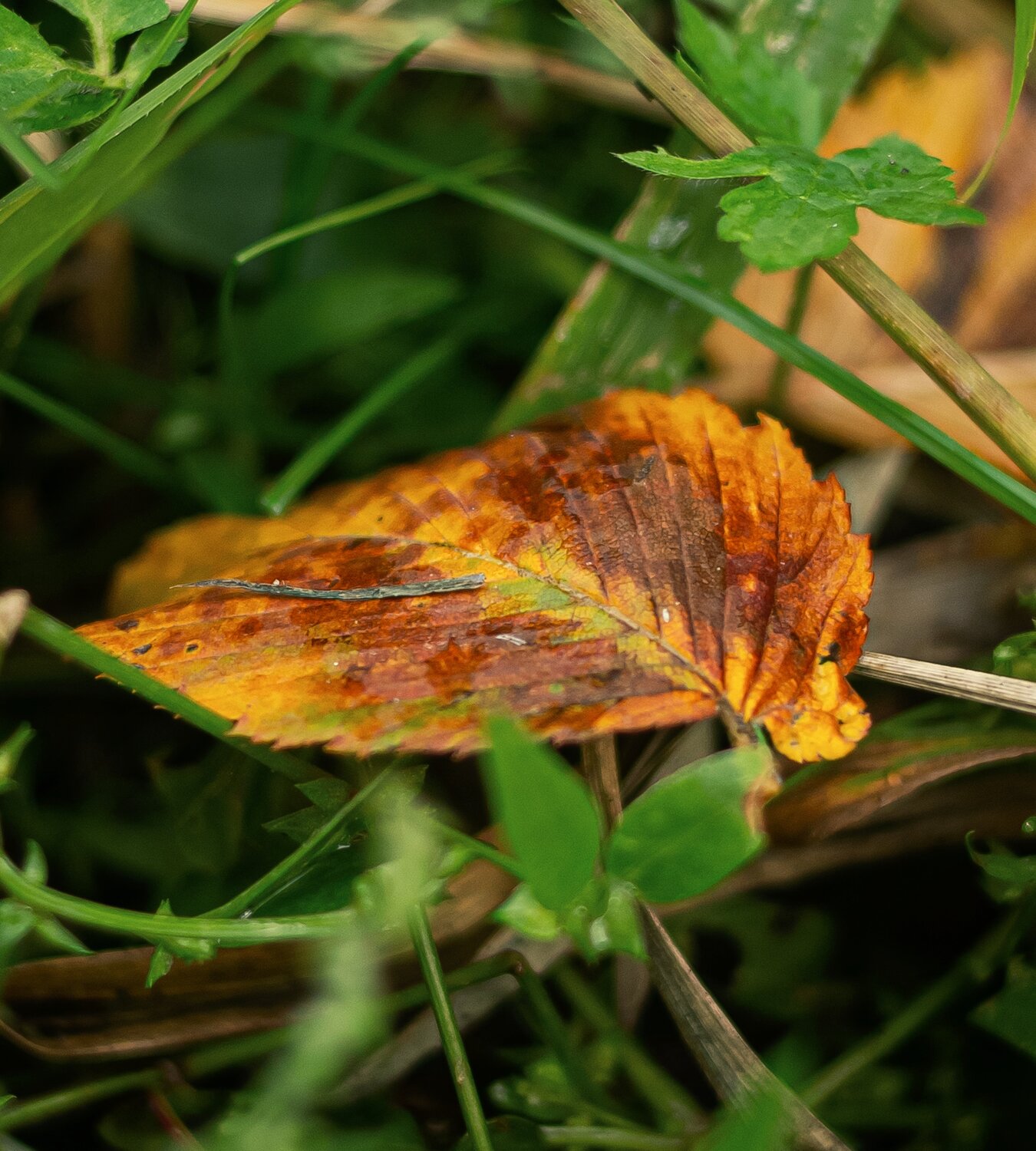 Photo #14107869
