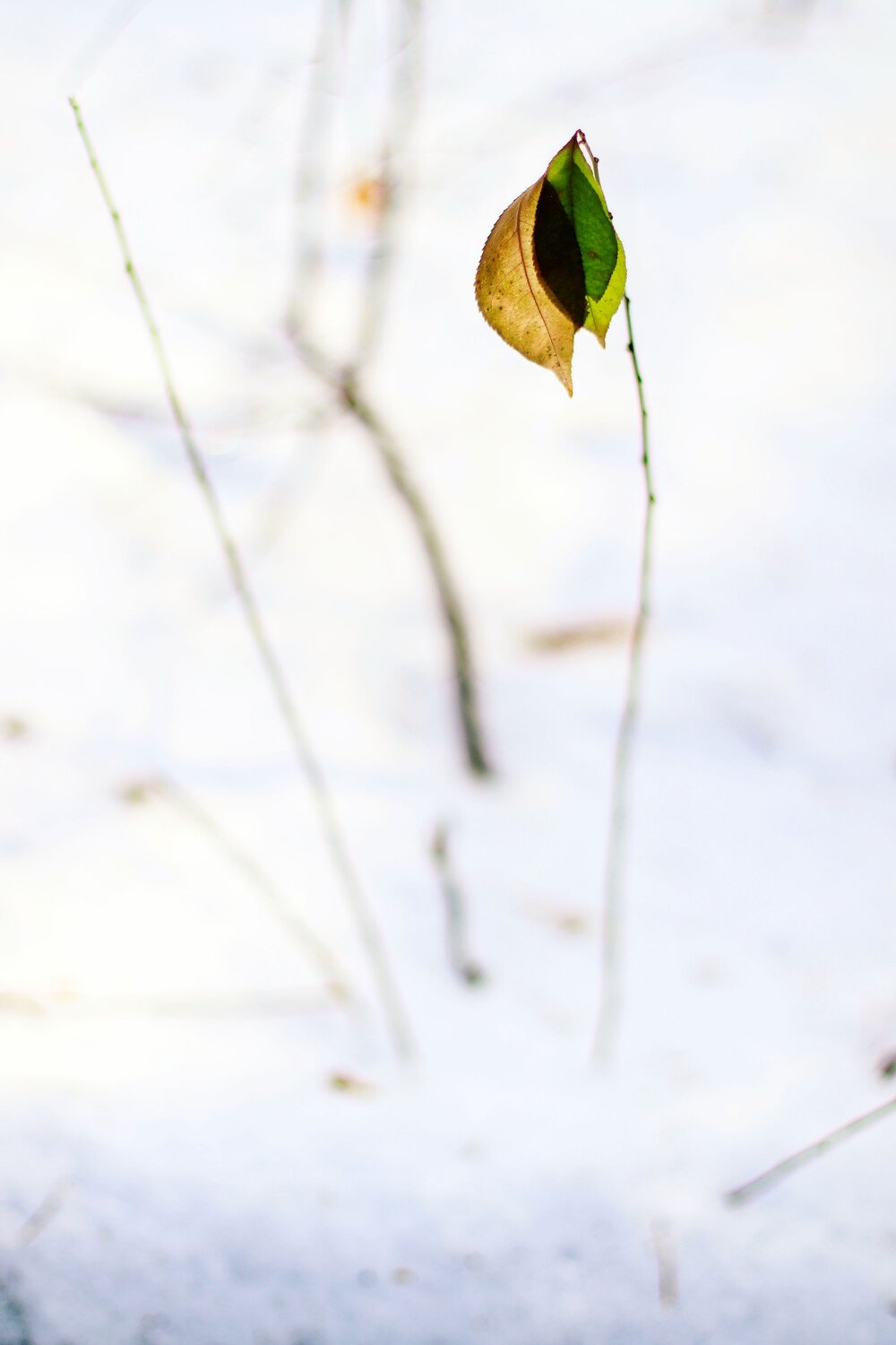 Photo #14107913