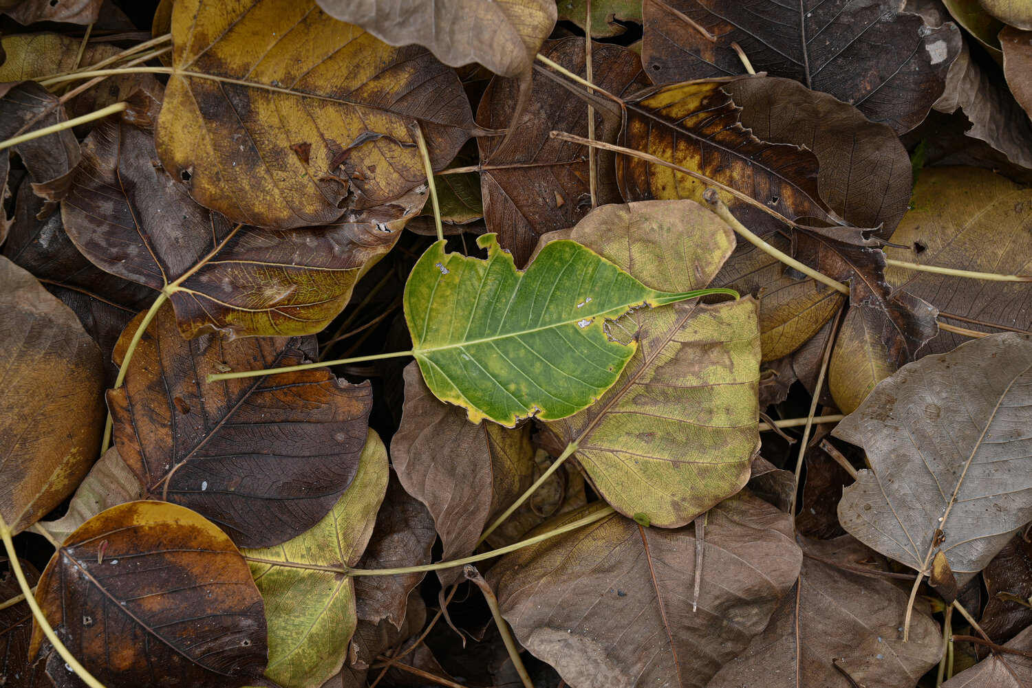 Photo #14107927