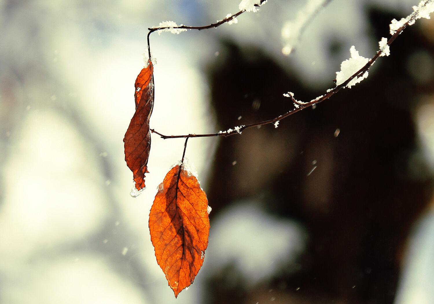 Photo #14107993