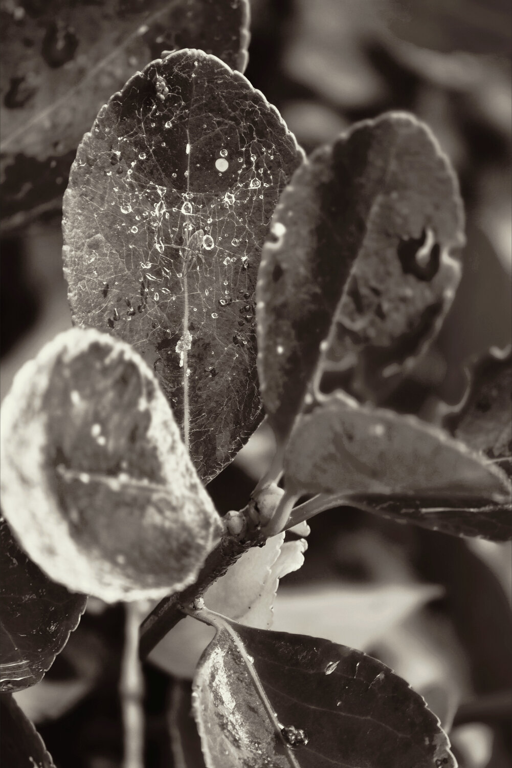 Photo #14108043