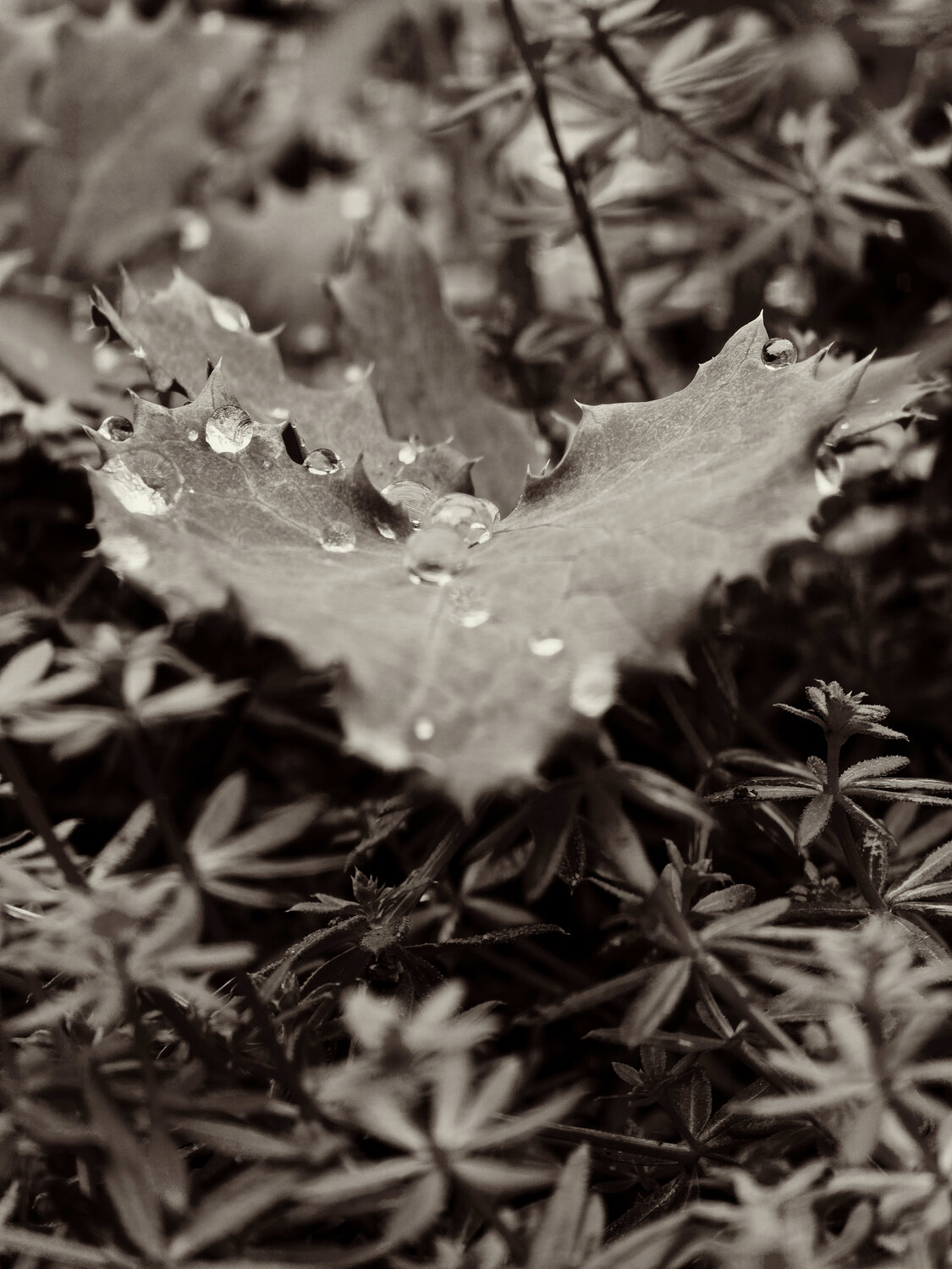 Photo #14108044