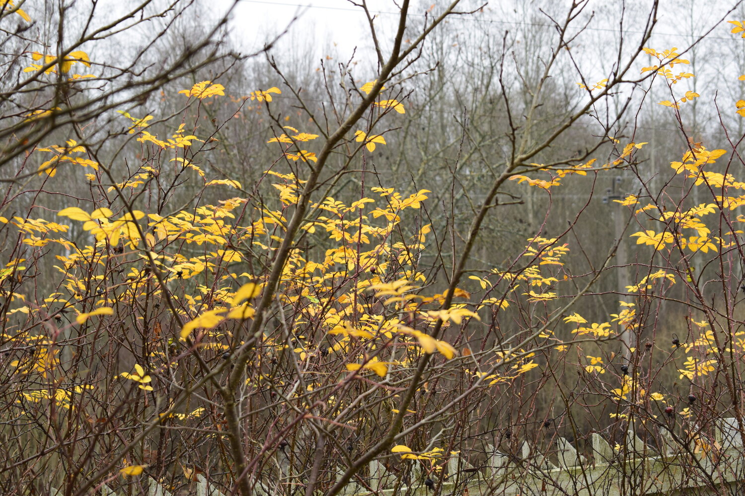 Photo #14108088