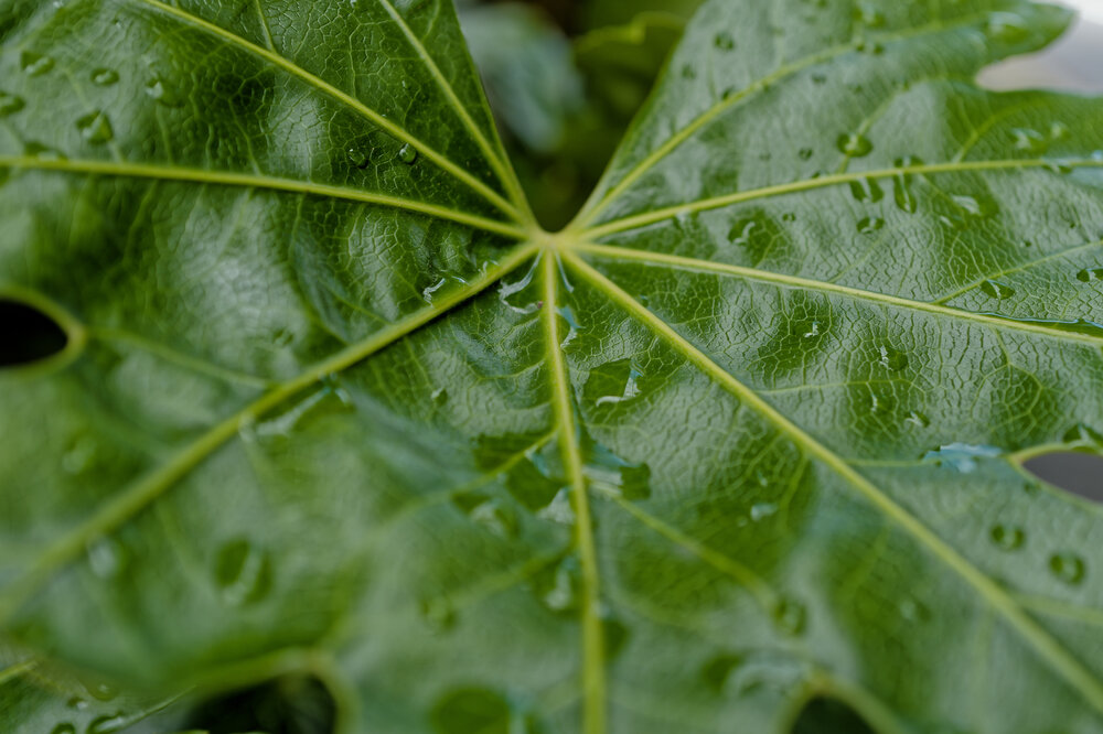 After the Rain