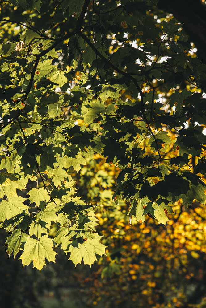 Photograph by Полина Родина